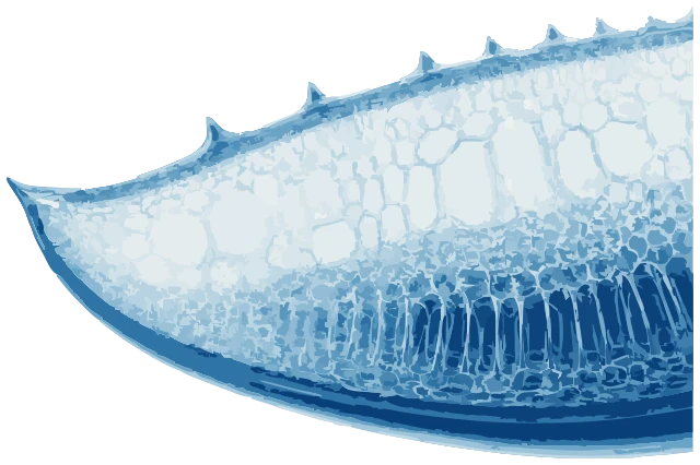 Illustrated cross-section of an aloe leaf