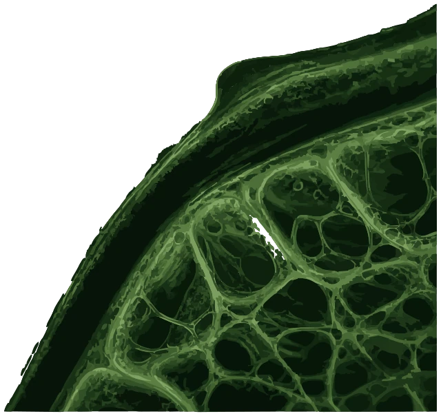 Illustrated cross-section of an aloe leaf