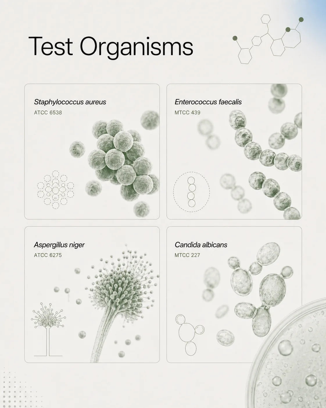 Test organisms panel showing Staphylococcus aureus, Enterococcus faecalis, Aspergillus niger, and Candida albicans
