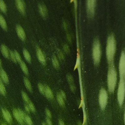 Macro view of a green aloe leaf